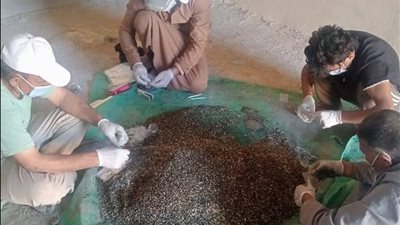 لحماية المحاصيل بعد الحصاد.. انطلاق الحملة القومية لمكافحة القوارض بالبحيرة