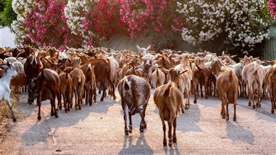 خبراء الإنتاج الحيواني يكشفون كميات العلف المناسبة للماعز في كل مرحلة تربية