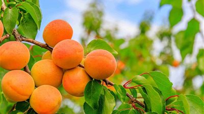 ضحايا الطقس والذباب.. 