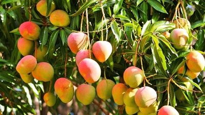 لرفع كفاءة التصدير.. 