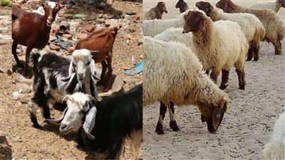 لضمان العائد الاقتصادي للثروة الحيوانية.. تحذيرات علمية من خطر نقص الأملاح المعدنية في الأغنام والماعز