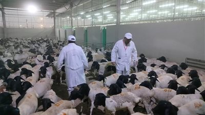 لضمان سلامة اللحوم بموسم الحج.. 