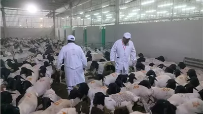 تعاون مصري سعودي للإشراف البيطري على الأضاحي خلال موسم الحج