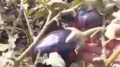 سوهاج تكشف حقيقية ري خضروات بمياه الصرف الصحي بأخميم