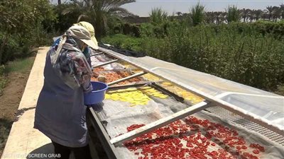 عكاشة يطالب بشبكة مجففات زراعية لدعم المزارعين وتحقيق الاكتفاء الذاتي من الذرة