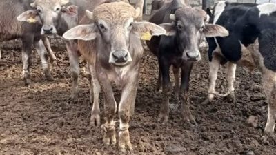 المشروع القومي لإحياء البتلو، تمويل ميسر لدعم صغار المربين من البنك الزراعي المصري