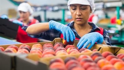 الصادرات الغذائية المصرية تسجل 280 ألف طن خلال أسبوع واحد