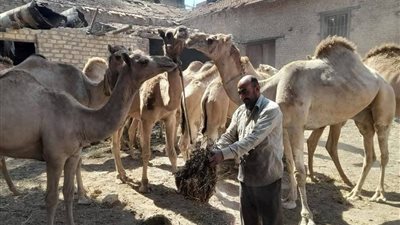 الإصلاح الزراعي يتفقد مشروعات الإنتاج الحيواني وتوريد القمح بالشرقية ويشدد على مواجهة التعديات وتوفير الأضاحي