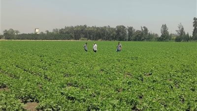 مدرسة حقلية بالفاصوليا في الدقهلية لنشر أحدث أساليب الري والتسميد ورفع الإنتاجية
