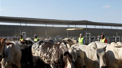 «مصر الخير»: إقبال كبير على شراء صكوك الأضاحي.. ورفع درجة الاستعداد بالمجازر حتى رابع أيام العيد