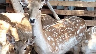 هروب غزالة من مزرعة يثير حالة من الجدل في دنشواي بالمنوفية