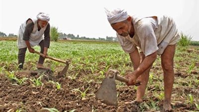 توحيد الحيازات الزراعية لتعزيز قدرات صغار المزارعين في زراعة المحاصيل