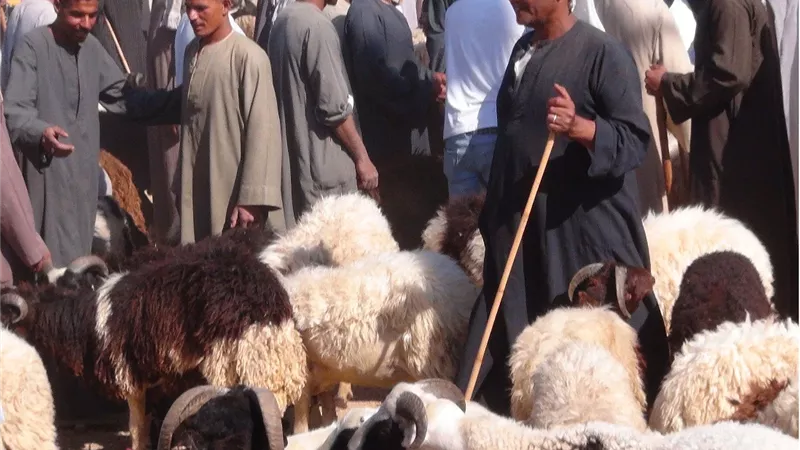 أماكن منافذ بيع الأضاحي