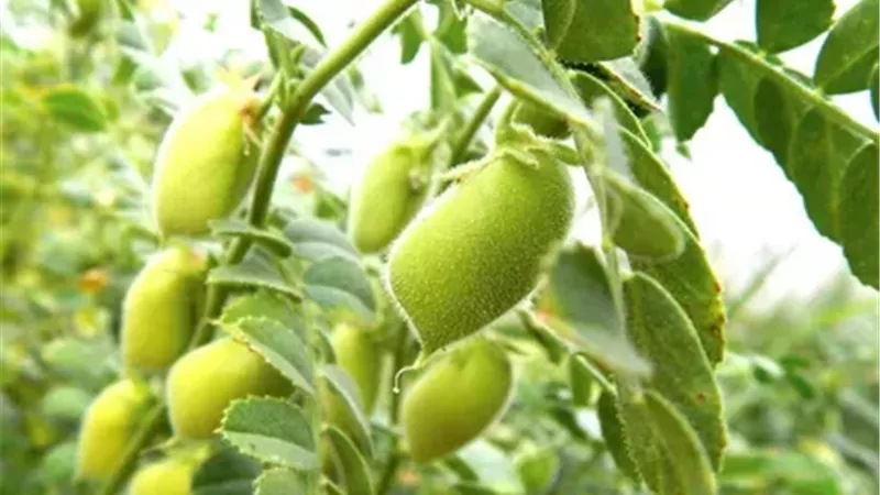 حمص