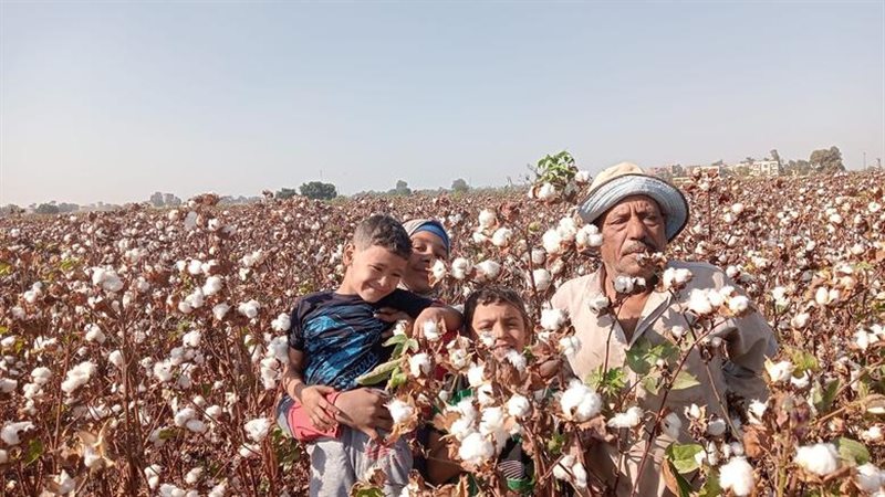 القطن