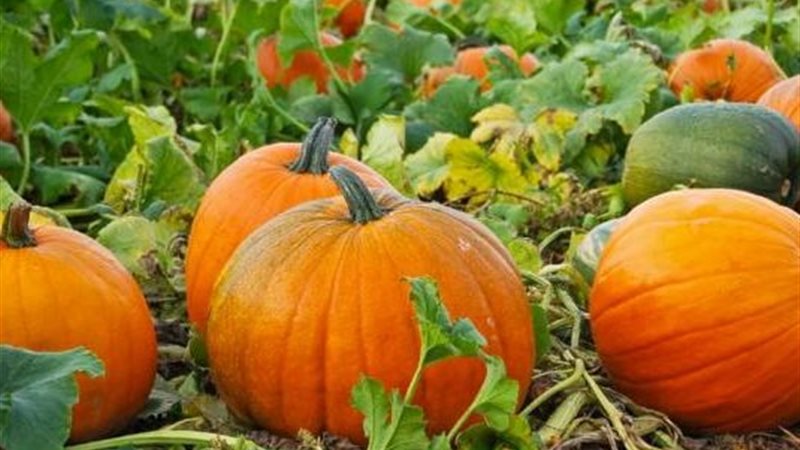زراعة قرع العسل 