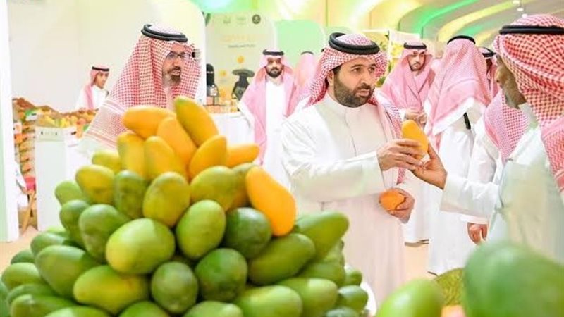 مهرجان حصاد المانجو