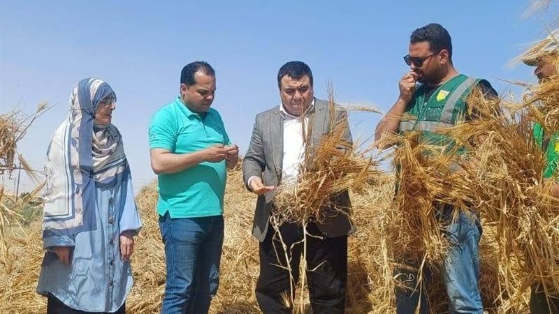 حصاد الشعير بشمال