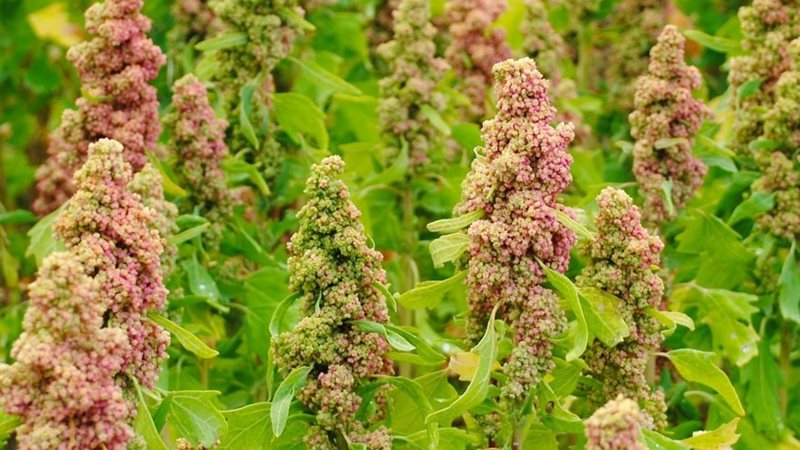 زراعة الكينوا