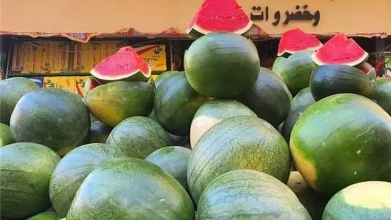 محصول البطيخ 
