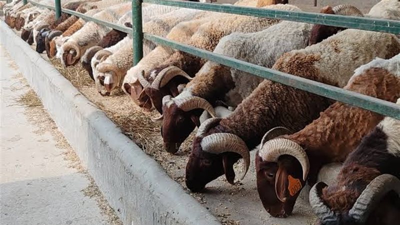 الثروة الحيوانية