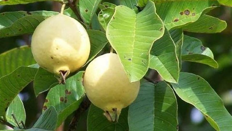 ثمار الجوافة