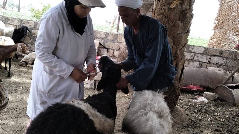 قوافل بيطرية مكثفة