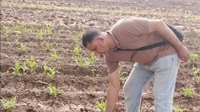 محصول الذرة الشامية