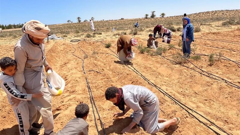 حقول علفية 