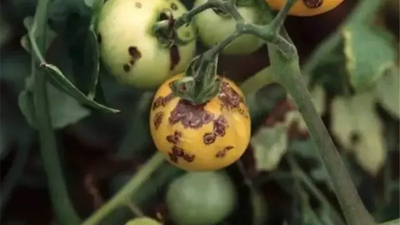التبقع البكتيري