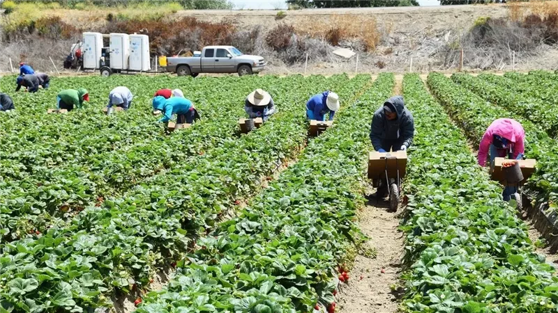دعم الزراعة الذكية