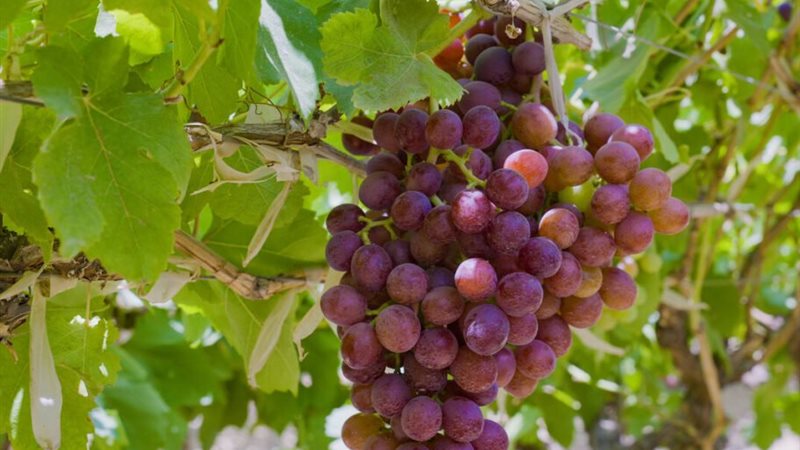 عنب
