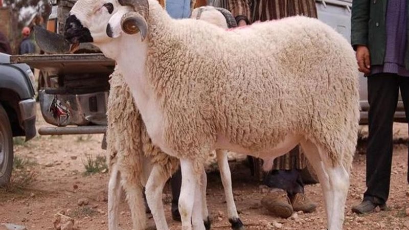 أضحية العيد