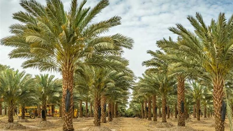 زراعة النخيل 