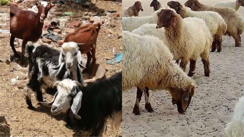 الأغنام والماعز 