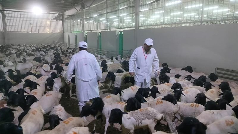 البعثة البيطرية المصرية