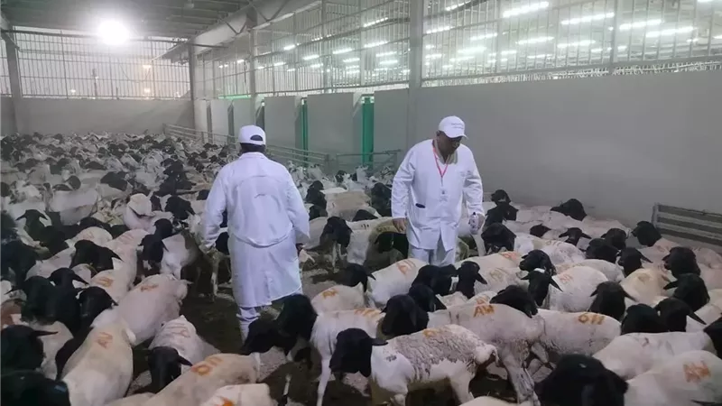 الأضاحي 