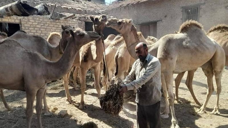 مشروعات الإنتاج الحيواني