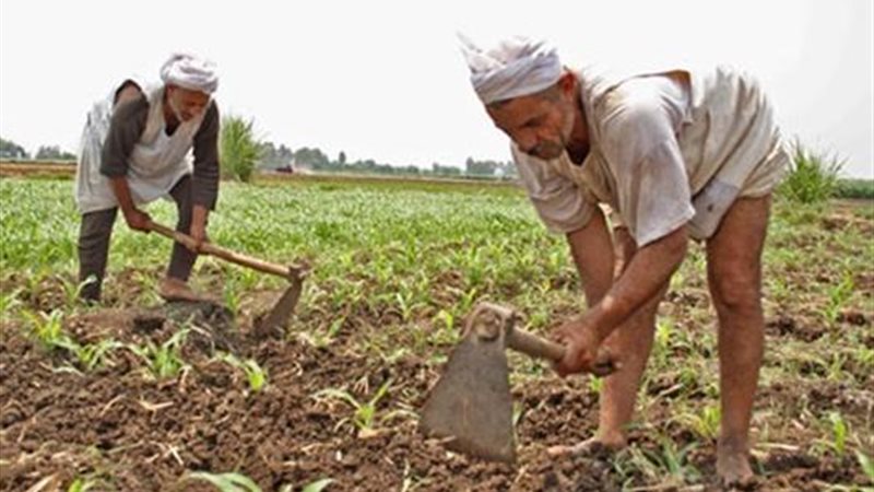 توحيد الحيازات الزراعية