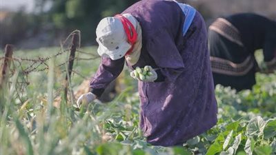 تقرير دولي يحذر.. «الحر المتطرف» يهدد الأمن الغذائي العالمي ويضرب النظم الزراعية