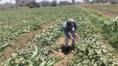 زراعة سوهاج تواصل متابعة المحاصيل خلال عطلة عيد الأضحى وتكثف جهود مكافحة الآفات