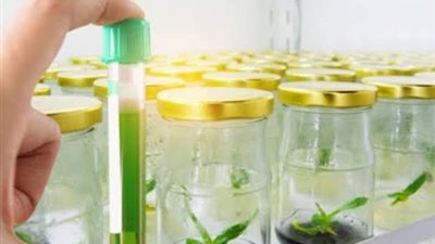 ملحمة تنموية في سيناء: تنفيذ 88% من مسارات «بحر البقر» وإحياء بنك الجينات النباتية بعد توقف 14 عاماً