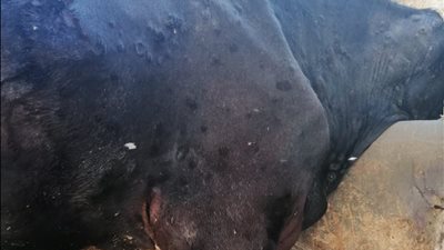 لحماية الثروة الحيوانية.. �الزراعة� تطلق حملات �طرق الأبواب� لمواجهة مرض الجلد العقدي