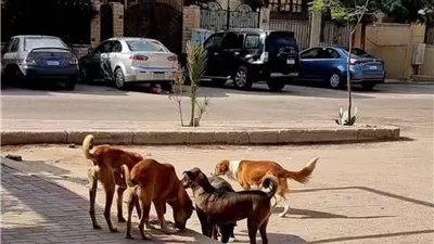 تحركات مكثفة في سوهاج.. حملة بيطرية بجهينة بعد إصابة 6 أشخاص وانطلاق المرحلة الثانية لإزالة التعديات