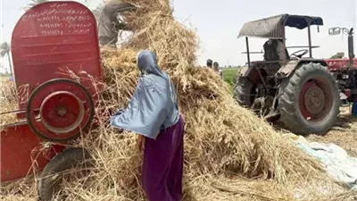 مشروع «منتج المرأة» بالمنيا يحقق طفرة بزيادة 31% في الإنتاجية الزراعية وتوجهات لتصدير البطاطا إلى أوروبا