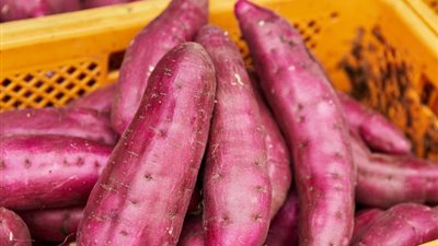 سوسة البطاطا الحلوة.. آفة خفية تهدد المحصول وتضرب الجودة التصديرية