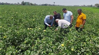 محافظ أسيوط يعلن تكثيف الجولات الميدانية لدعم المحاصيل الصيفية وتعزيز الإنتاجية الزراعية