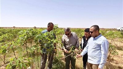 دعم التنمية الزراعية.. الزراعة تنشر تقريرا للأنشطة لمركز بحوث الصحراء خلال مايو