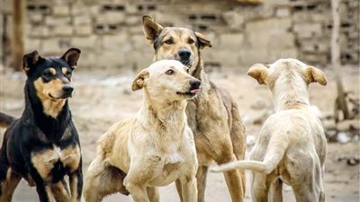 جمعية الرفق بالحيوان: معظم دول العالم ترفض استيراد الكلاب وتفرض قيودًا صارمة 