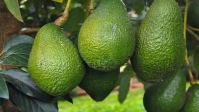 توصيات فنية لتقليم أشجار الأفوكادو وتحقيق أعلى إنتاجية للمحصول